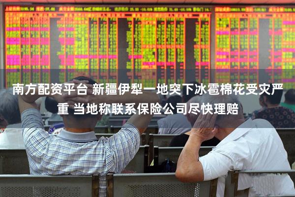南方配资平台 新疆伊犁一地突下冰雹棉花受灾严重 当地称联系保险公司尽快理赔